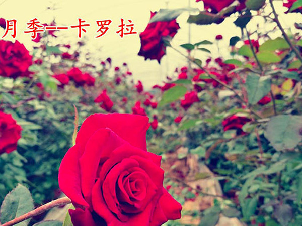 中國(guó)月季