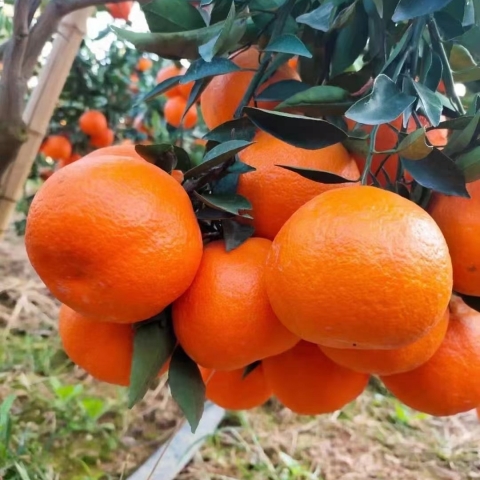 明日見(jiàn)