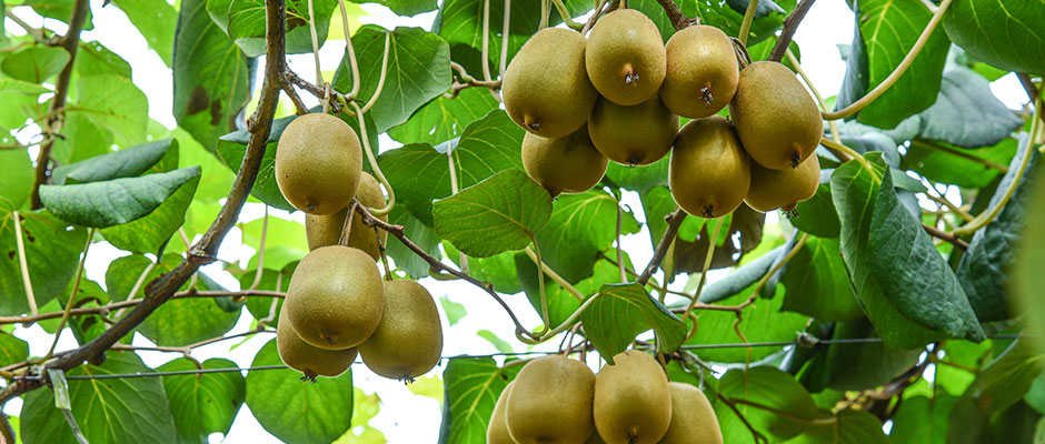 落葉果樹(shù)類(lèi)